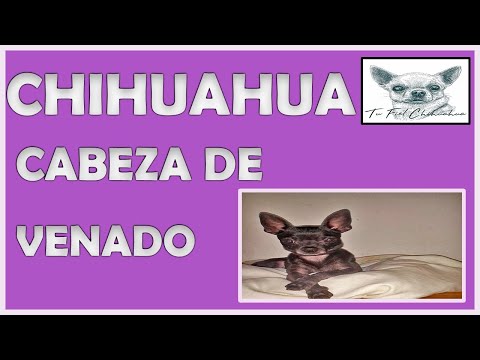 Chihuahua cabeza de venado, ¡16 cosas que has de conocer! 17