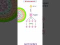 Microsporogenesis and formation of Pollen grain #neet_rankers #neetmotivation #neetpreparation #neet