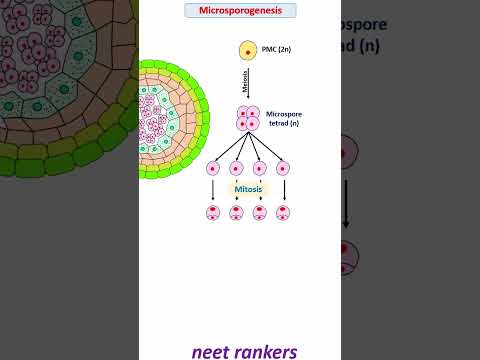 Video: ¿La microsporogénesis es un microsporangio?