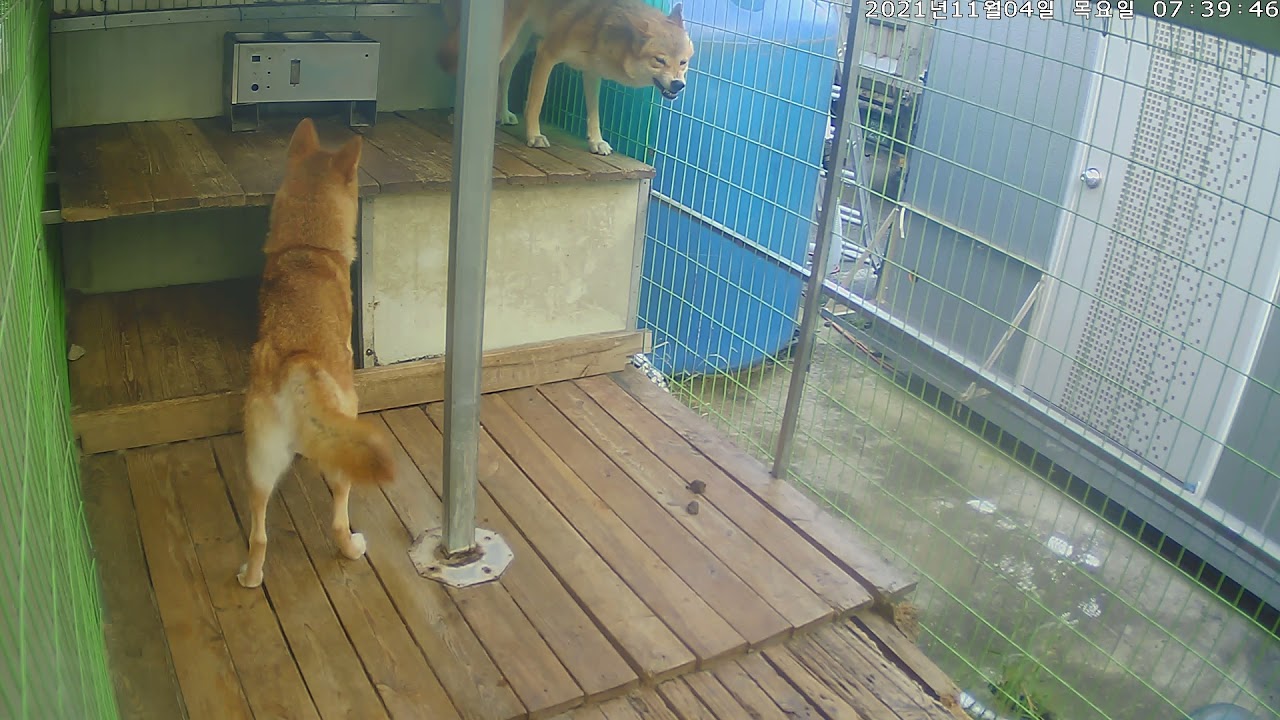 F1 울프독  첫 교배