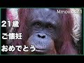 21歳＆ご懐妊おめでとう！ボルネオオランウータンのレンボー