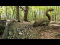 10 Hours of Beautiful Forest Animals - Videos for Pets - June 5, 2021