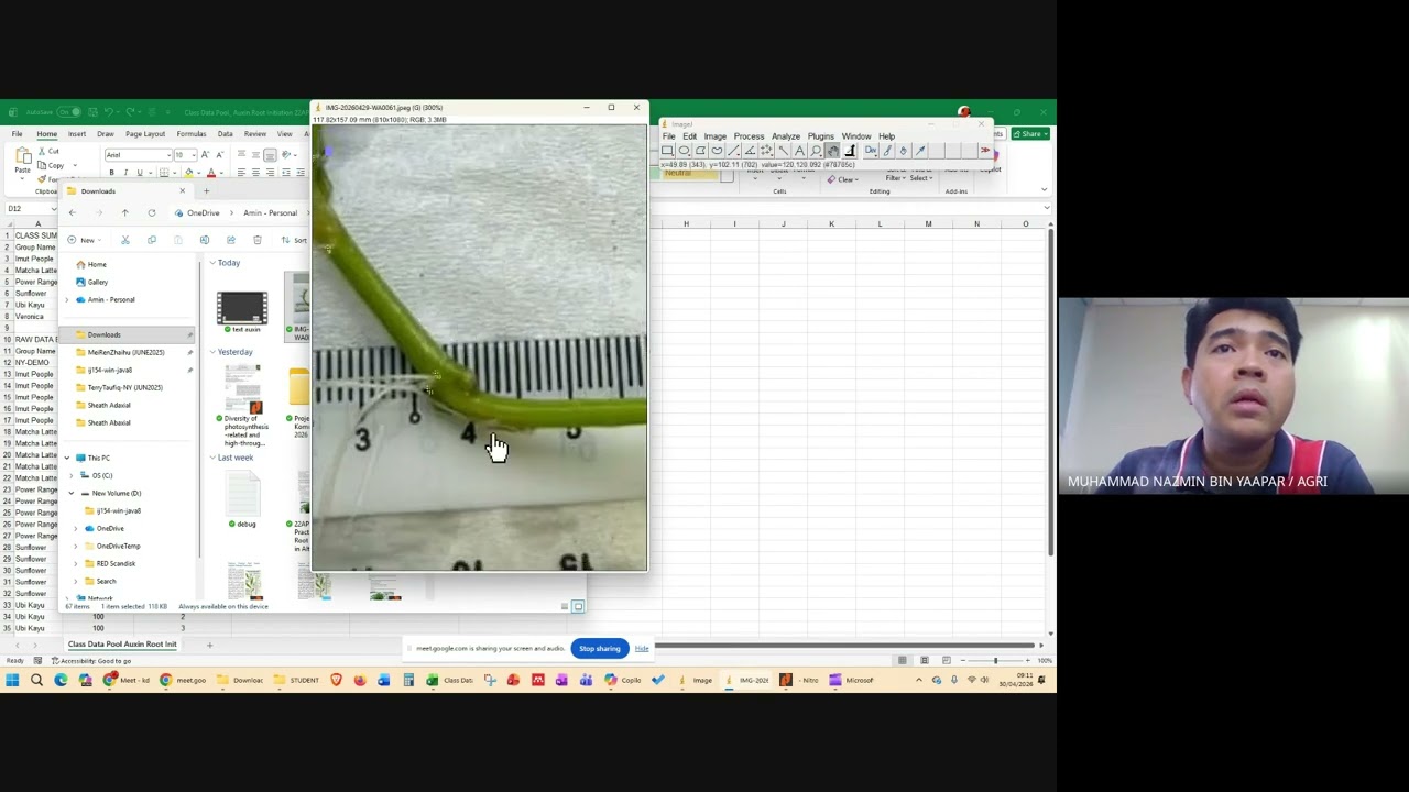 How to Count and Measure Roots Using ImageJ: A Protocol for Auxin Experiments