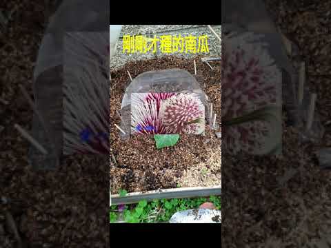 💖手機螢幕錄影💋手機內鍵功能，操作方便簡單!