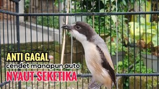 Suara Cendet Gacor Toet toet Efektif Anti Gagal Bikin Cendet Malas pun Langsung Nyaut Bunyi Seketika