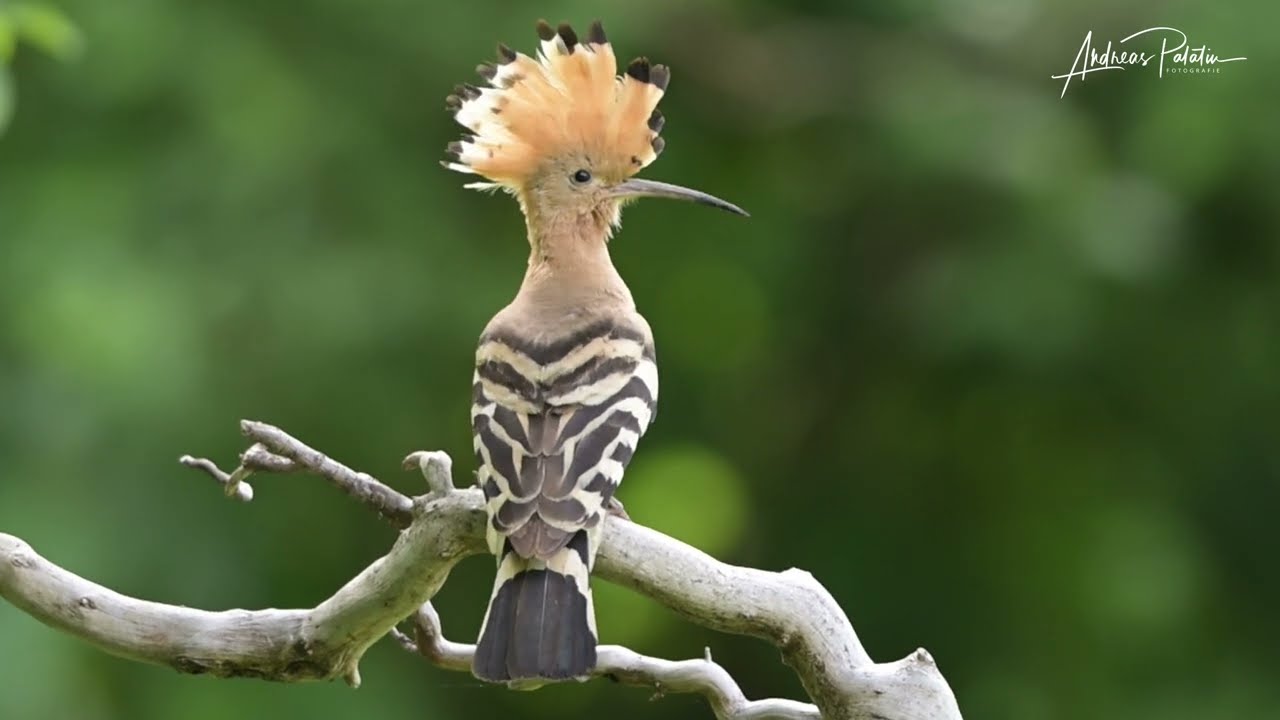 hoopoe - Ruf des Wiedehopf