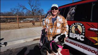 Dog Trainers Tulsa | "she'll come when called around distractions"
