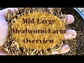 Better than Self-Sorting: Home Mealworm Farm Overview