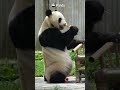 Who Taught Jia Mei How To Eat A Skewer Like That? | iPanda #shorts
