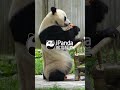 Who Taught Jia Mei How To Eat A Skewer Like That? | iPanda #shorts