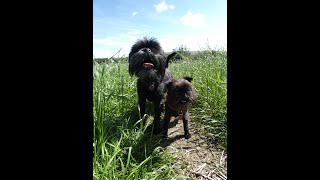 A moorland walk from Brinscall to White Coppice with two Affenpinschers by AffieFilms 286 views 9 months ago 14 minutes, 27 seconds