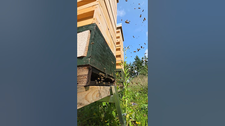 It's ON! 🐝 🍯