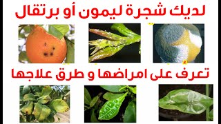 امراض شجرة الليمون و البرتقال و كيفية علاجها 🍊🍋 حشرية, فطرية, نقص التسميد