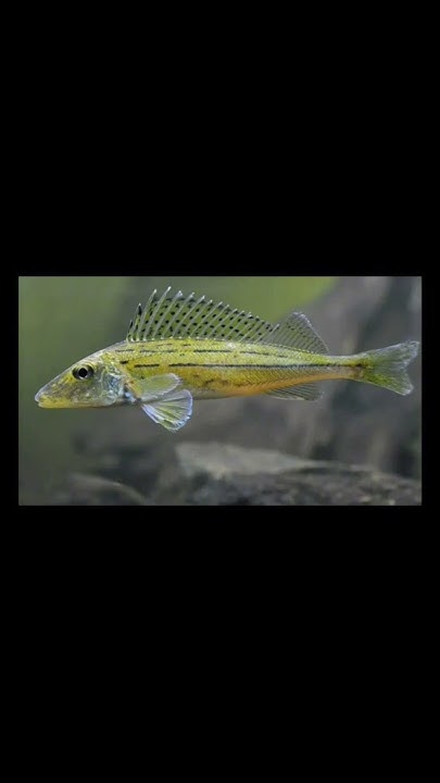 ëрш #ëрш #рыбалка #рыба #fishing #справочник - YouTube