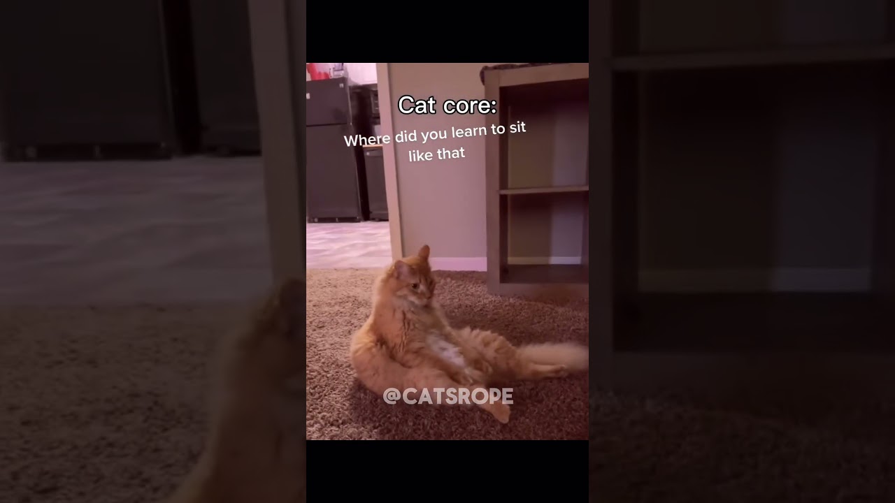 Cat core 

DM for credit or removal request (no copyright intended for footage video and music)