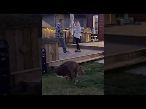 Marriage Proposal Interrupted by Doggy’s Bathroom Break || ViralHog