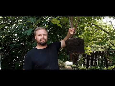 Videó: Díszfüvek visszavágása: Tanulja meg a díszfüves növények metszését