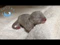 Mother Ignoring Her Baby Otter?!