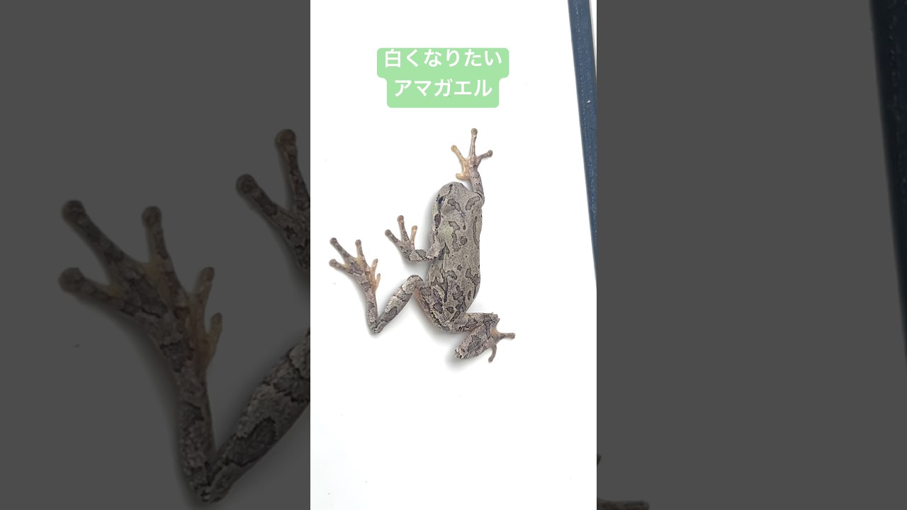 白くなりたいアマガエル A tree frog that wants to turn white. #カエル #アマガエル