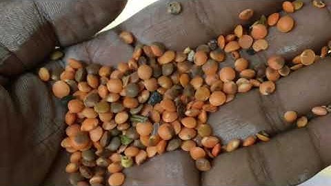 Dall Sorting Machine | Mark Colour sorter West Bengal