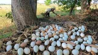 WOW WOW WOW ! Pick more duck eggs under dry stems