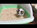 鳴きながらトイレをする子猫がかわいい