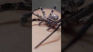 Huntsman Spiders: Dangerous or Misunderstood? #spider #wildlife #animal
