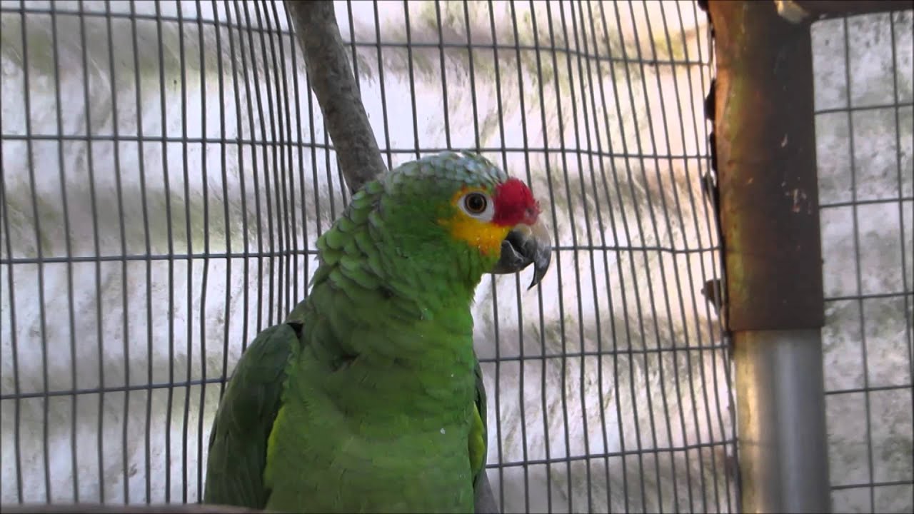 Freedom the Parrot Admires GORGEOUS Lilac Crowned Amazon Parrot
