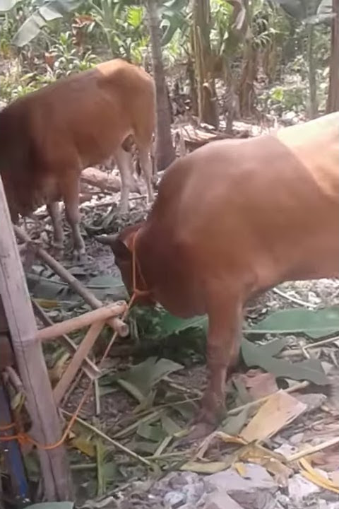 Sapi lagi wikwik