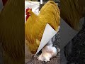 Razas de gallos y gallinas gigantes!!! ¿Cuál es tu favorita?