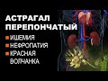 ИШЕМИЯ, НЕФРОПАТИЯ, КРАСНАЯ ВОЛЧАНКА - АСТРАГАЛ ПЕРЕПОНЧАТЫЙ