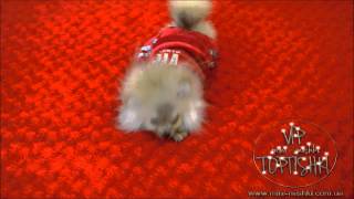 Померанский шпиц My Baby.mpg Померанский шпиц My Baby.mpg