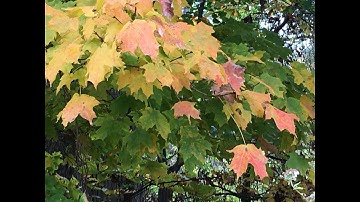 Tapping the Sugar Maple Tree