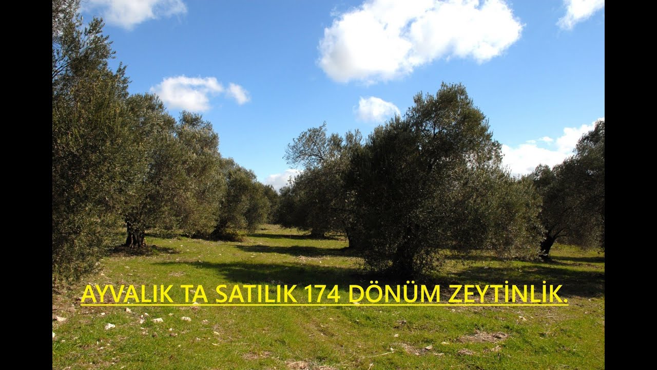 BALIKESİR AYVALIK TA SATILIK 174 DONUM ZEYTİNLİK.KOD:2224.HUSEYİN CALISKAN:+90,533,522,0028.