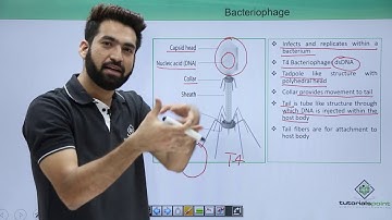 Class 11th – Virus – Bacteriophage | Biological Classification | Tutorials Point