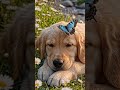 Relaxing Puppy with Butterfly 🦋 A Peaceful Nature Moment (Calm & Anxiety Relief) #shorts
