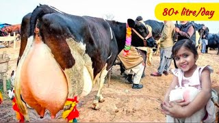 दुनिया की सबसे ज्यादा दूध देने वाली गाय | World biggest udder cow