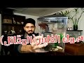 اجمل اسماك الزينة الفايتر المتوحش