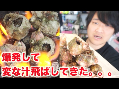 フジツボ踊り焼きしたら爆発 謎の汁散乱 Youtube フジツボ踊り焼きしたら爆発 謎の汁散乱 Youtube