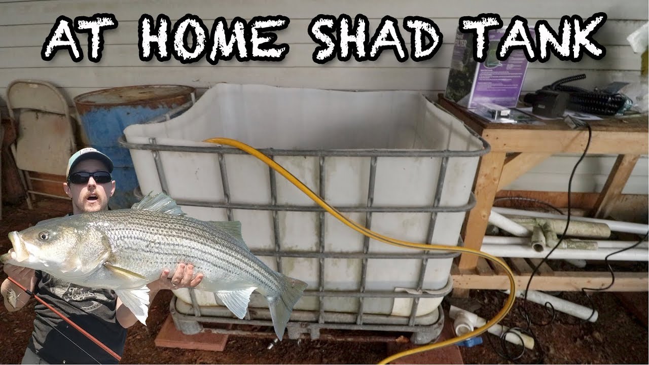 How To Make A Bait Tank From A 275 gal IBC Tote in 2022 - Part 1 