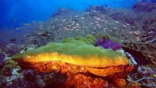 Diving at the Similan Islands on a liveaboard Trip