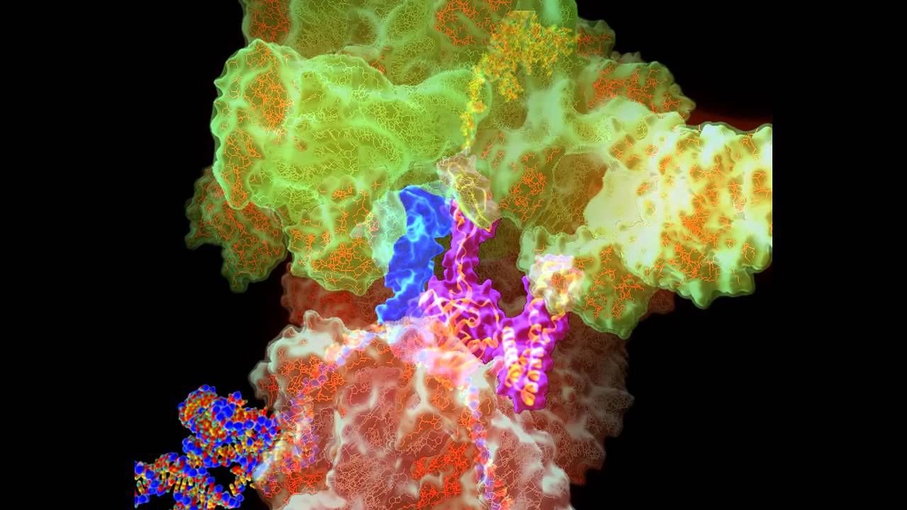 The Ribosome in Protein Synthesis: elongation and termination - YouTube