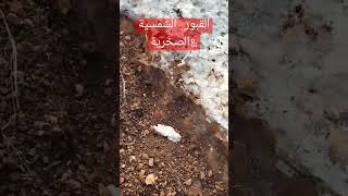 تعرف على القبور الشمسية المغلقة والاخر مفتوح