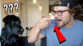 My Dog Reacts to the Invisible Food Challenge!!