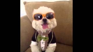 Best of Dinky Ultimate VINE Compilation!