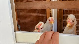 Automatic Chicken Garden Closet AKA Summer Residence. Will it work?