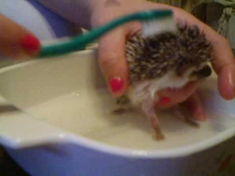 How to Bathe a Hedgehog