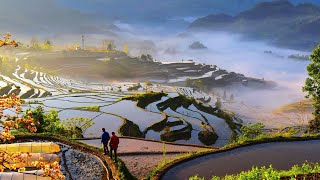 Vibrant Beauty Of Nature At Youyang Terraces In Sw China Cctv English