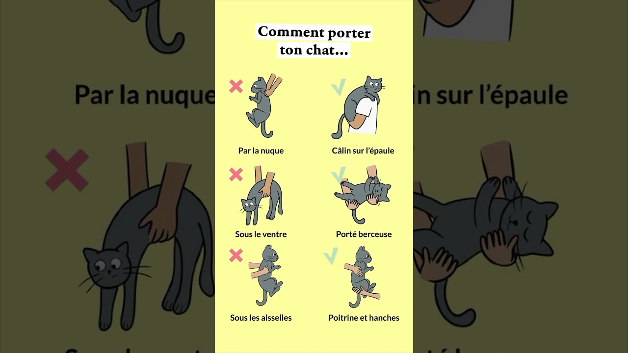 Et Toi Tu Le Portes Plut T Comment Chat Caats