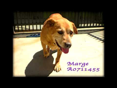 Large Marge - Bound Angels Shelter Angel Video